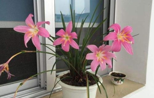 兰花盆里加一勺，根壮苗旺，爱开花