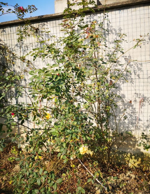 牵引方法大揭秘