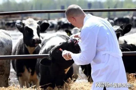 家禽疫苗与抗生素混合使用在畜牧养殖中的影响
