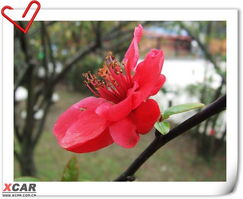 海棠寻宝记：如何找到心仪的海棠花？