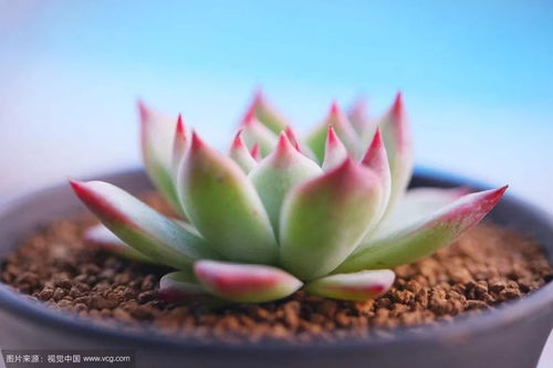 “多肉植物，萌态万千，易养爆红，家居必备！”
