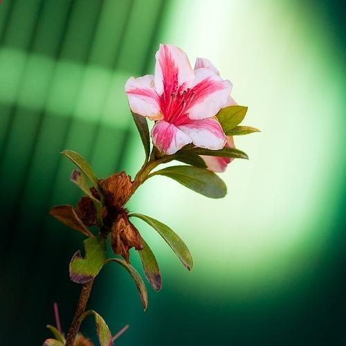 Flower wilting