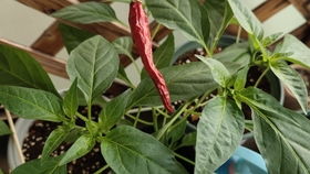 关键节点控制：双指标判断时机， 四步激活法