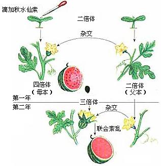 主干无芽，如何巧妙拆分