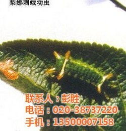 防治刺蛾幼虫的杀虫剂推荐