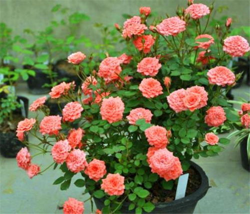 月季花的生长需求