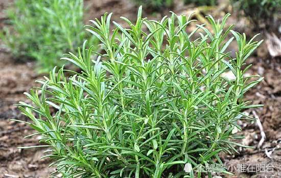室内驱蚊适合种植哪些植物？有没有什么植物可以天然驱蚊