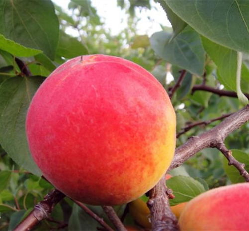 杏树苗的寻找之旅