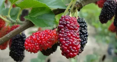 桑果籽多多，天然花卉珍品！