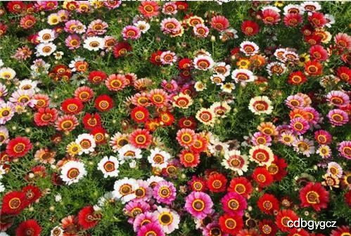 花环菊在什么季节播种最佳，以确保其生长周期和开花效果