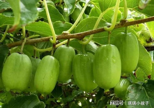 种果树选什么品种好？这几种果树好吃又好看