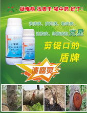 中药材种植研究中心的作物病害