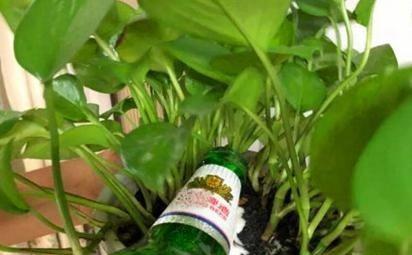 “长效药片浇花，365天绿意盎然，植株疯长2米！”