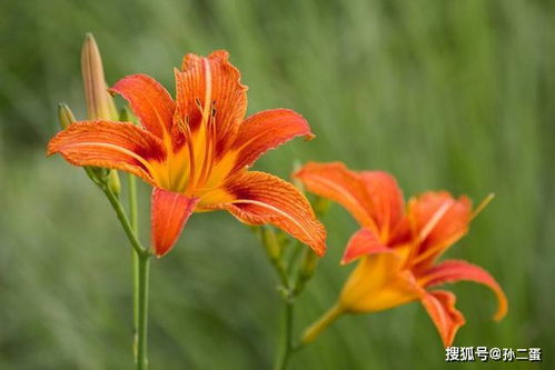 萱草种植的蕞佳时间和方法揭秘