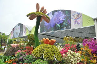 北方十月的花海：探寻初冬的美丽