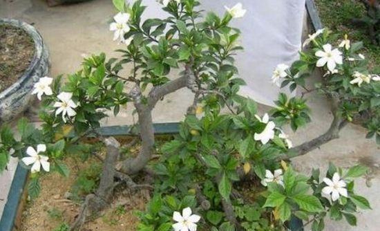 栀子树移栽后如何养护才能快速恢复
