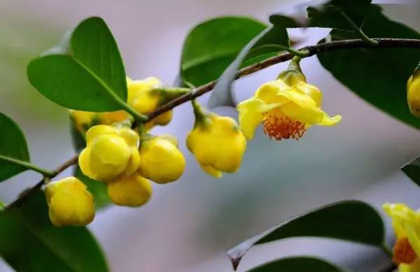 金花茶：金黄璀璨， 如梦似幻