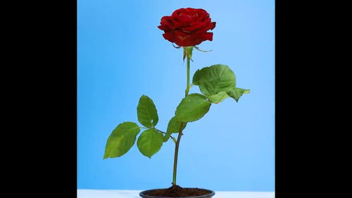 春季种植， 浪漫满园