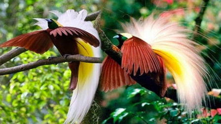 如何轻松养护又健康又美丽的天堂鸟？