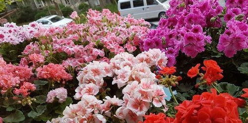 夏季修剪天竺葵是否会影响其生长和开花