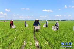 农药广告词盘点， 谁才是真正的“水稻卫士”