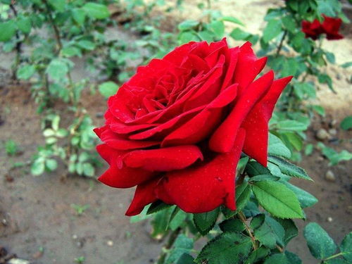 月季花越小，心越疼？揭秘造型过程中花朵缩水的秘密