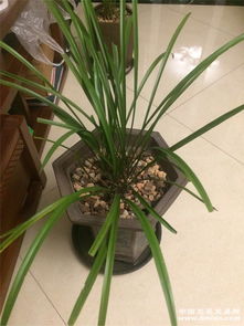 科学养殖兰花，如何才能让它提前开花