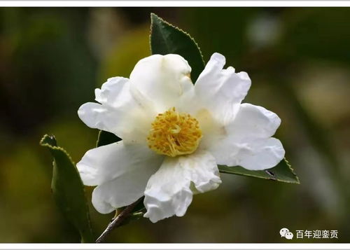 百合花如何选择土壤？适合哪种土壤