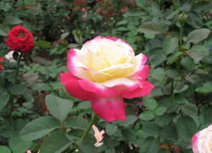 青虫：叶子被咬了要打药