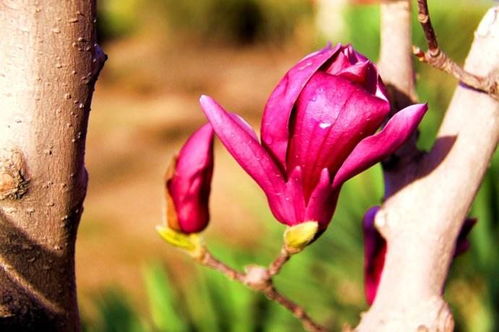 紫玉兰：花色迷人， 韵味十足