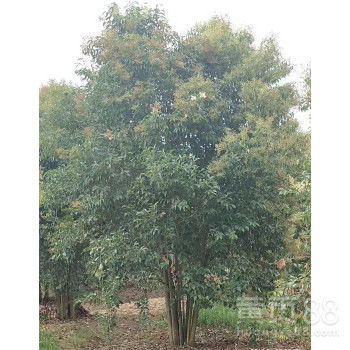 大叶女贞价格揭秘