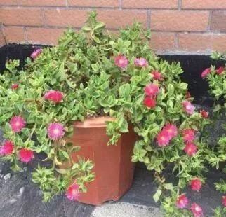 烈香茶花种植攻略：养出爆红花朵秘诀！