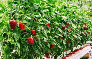 凤仙花种子如何进行科学种植？有哪些栽培技术要点需要注意