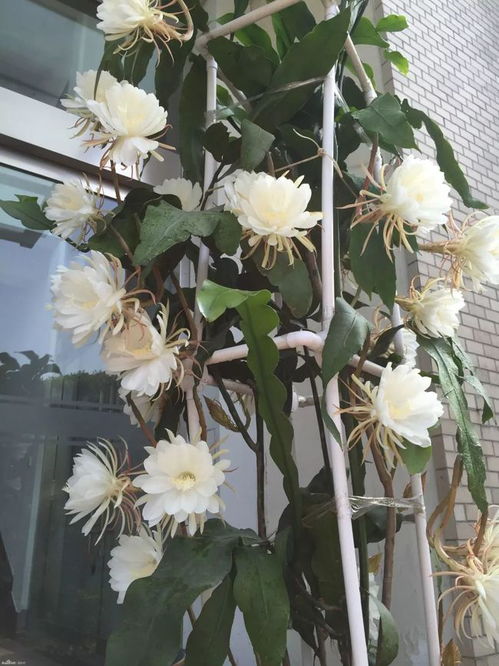 昙花什么时候最适合换盆？是春季还是秋季