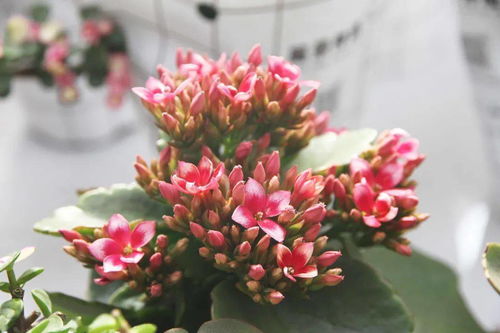 长寿花换盆后几天需要浇水？