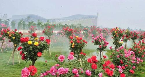 河南草花的多彩世界