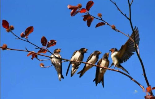 山西吕梁的合作社