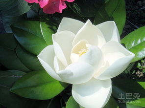 紫玉兰：神秘浪漫的象征