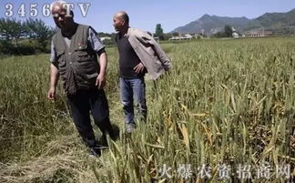 条锈病：高温下的“不速之客”