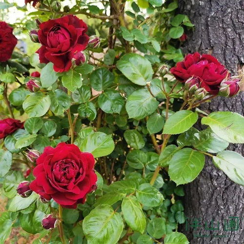 梦幻般的青金石