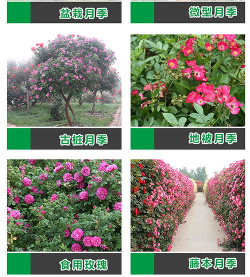 树状月季的独特魅力