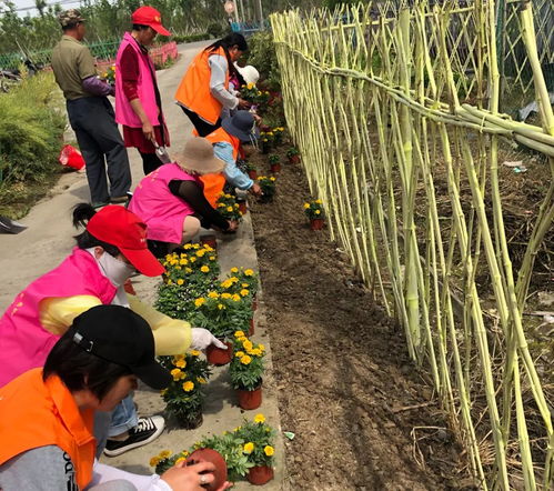 草坪播种：一种草籽为主， 多种草籽混播