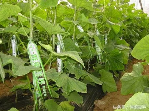 食品平安与绿色食品