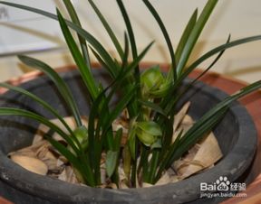 兰花喷叶子时百菌清的神奇使用法