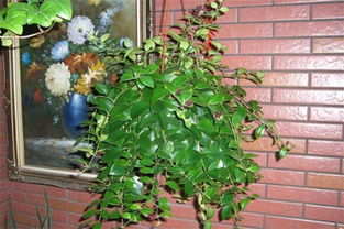 口红吊兰图片欣赏