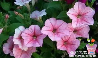 适合种植的蔬菜