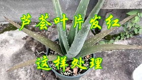 芦荟叶子褐色，是缺水还是病虫害