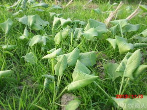 华油杂50油菜：新型油菜品种