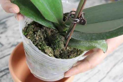 蝴蝶兰花枯萎了是浇水过多还是病虫害