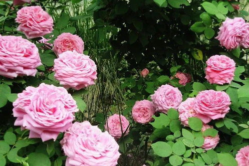 太原大动作：百万株月季， 打造玫瑰之者阝